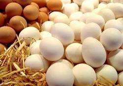 نرخ تخم‌مرغ در بازار چند؟+لیست قیمت