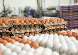 نرخ انواع تخم‌مرغ در بازار+جزئیات قیمت