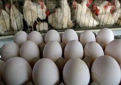چرا تخم‌مرغ گران شد؟/ مرغ‌داران در جستجوی نهاده
