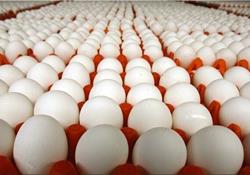 ممنوعیت صادرات تخم مرغ موقتی است