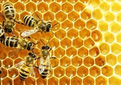 تولید عسل در کشور 24 درصد رشد کرد