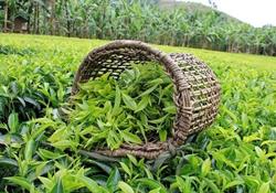 دورخیز چای برای افزایش ۶۰ درصدی قیمت