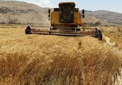 خریداری۲۲۰هزارتن گندم از کشاورزان استان قزوین