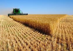 خرید تضمینی گندم در سال زراعی جاری چقدر رشد کرد؟/ خریداری 6 میلیون و ۱۵۴ هزار تن گندم مازاد بر نیاز کشاورزان از آغاز فصل برداشت