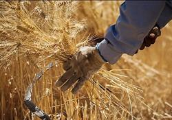 نرخ خرید تضمینی گندم امروز تعیین می‌شود/ برآورد قیمت ۱۴۶۰۰ تا ۱۷۰۰۰ تومانی برای گندم دیم 