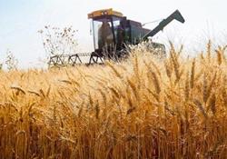  اعلام نرخ خرید تضمینی محصولات کشاورزی به چهارشنبه موکول شد 