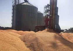 ۴.۵  میلیون تن گندم در سیلو‌های کشور ذخیره شد
