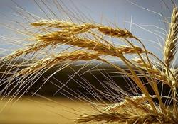 قیمت گندم گران می‌شود؟