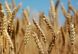وزارت کشاورزی خواستار افزایش ۳ برابری یارانه بذر گندم شد 