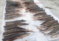 تداوم ممنوعیت برداشت ماهیان خاویاری در دریای خزر