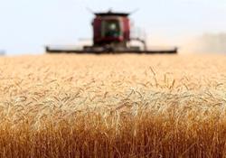 نرخ خرید تضمینی محصولات کشاورزی هفته آینده اعلام می‌شود 