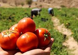 گوجه فرنگی رکورددار افزایش قیمت