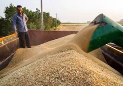 خرید ۲۷۰ هزارتن گندم دوروم در قالب کشت قراردادی