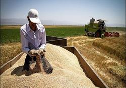  خرید ۲۰۰ هزار تن گندم در تعطیلات نیمه خرداد