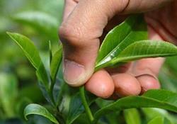 پیش‌بینی افزایش ۴ هزار تنی تولید برگ سبز چای