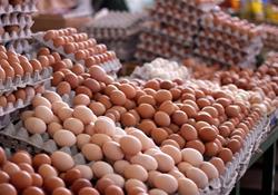 قیمت هرشانه تخم‌مرغ بیش از ۵۰ هزار تومان