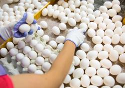کاهش ۲۵درصدی تولید تخم مرغ/دولت در تهیه واکسن آنفلوانزا کمک کند