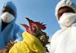 آنفلوآنزای فوق حاد پرندگان به واحدهای صنعتی رسید