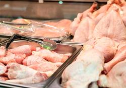 قیمت مرغ تا پایان سال افزایش می یابد؟