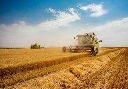 وزیر جهاد کشاورزی: این هفته مطالبات گندم‌کاران پرداخت می‌شود 