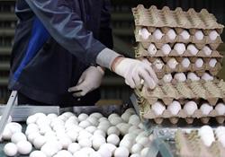 قیمت تخم مرغ در بازار تهران