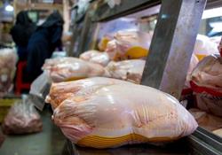 درخواست مرغداران برای توقف توزیع مرغ منجمد