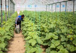 حمایت وزارت جهاد کشاورزی از سرمایه‌گذاری در تولید گلخانه‌ای