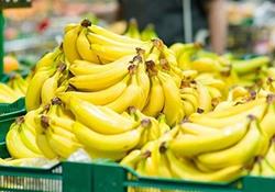 قیمت عمده فروشی انواع میوه و صیفی/ هر کیلو موز ۲۷ تا ۳۲ هزار تومان