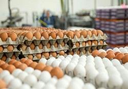 عرضه تخم‌ مرغ ۱۰ درصد زیر قیمت مصوب/ قیمت‌ها گران نشده، واقعی شده 