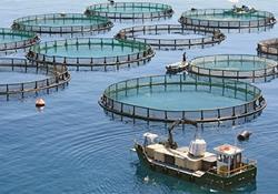 آمادگی نروژ برای توسعه «پرورش ماهی در قفس» در ایران 