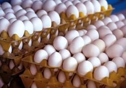 جدال بر سر قیمت تخم‌مرغ ادامه دارد/ حمله تعزیرات به مرغداری‌ها!