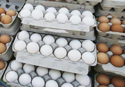 علت گرانی تخم‌مرغ در بازار 