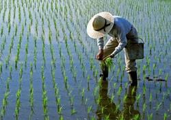 ممنوعیت کشت برنج در سال ۱۴۰۰ لغو شد