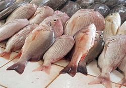 قیمت روز انواع ماهی +جدول