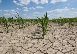 خسارت خشکسالی به بخش کشاورزی ۶۷ هزار میلیارد تومان برآورد شد 