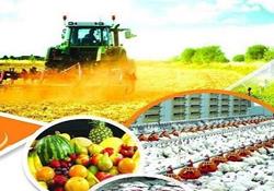  بهبود 7.1 درصدی کسری تراز تجاری محصولات کشاورزی و غذایی در 11 ماهه 97