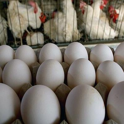تخم‌مرغ با نرخ مصوب در فروشگاه های سراسر کشور توزیع می‌شود