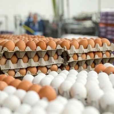 افزایش ۱۰ هزار تومانی قیمت هر شانه تخم‌مرغ 