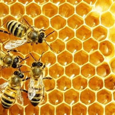 تولید عسل در کشور 24 درصد رشد کرد
