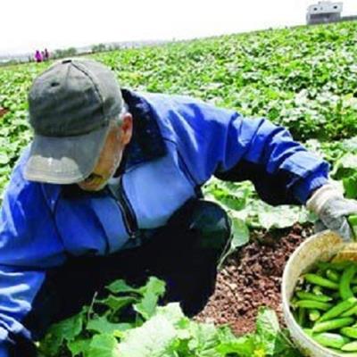 مهمترین دستاوردهای طرح های شاخص بخش کشاورزی اعلام شد