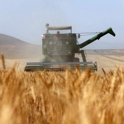 رشد ۲رقمی تولید گندم و برنج ایران/ فائو: ایران امسال ۱۹.۵میلیون تن غله تولید کرد 
