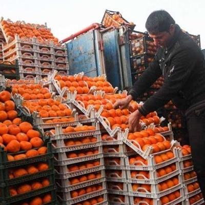زمان توزیع و قیمت سیب و پرتقال شب عید مشخص شد