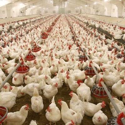 مرغ‌داران خواستار اصلاح فوری قیمت مصوب مرغ شدند