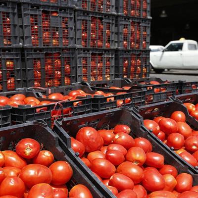 گوجه فرنگی ایران در پاکستان غارت شد
