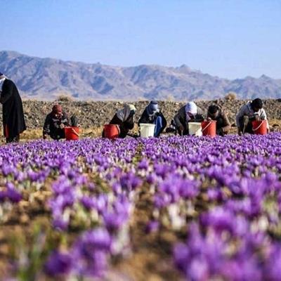  کاهش شدید صادرات زعفران در ایران