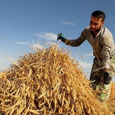 نرخ تضمینی محصولات کشاورزی اصلاح می‌شود؟/ مجلس: وزارت جهاد اقدام کند