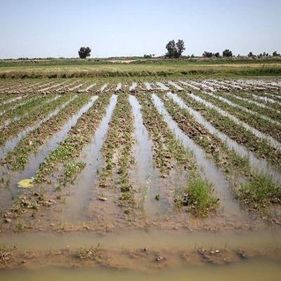  میزان خسارات ناشی از سیل و سرمازدگی محصولات کشاورزی اعلام شد 
