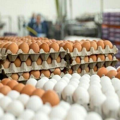 عرضه تخم‌ مرغ ۱۰ درصد زیر قیمت مصوب/ قیمت‌ها گران نشده، واقعی شده 