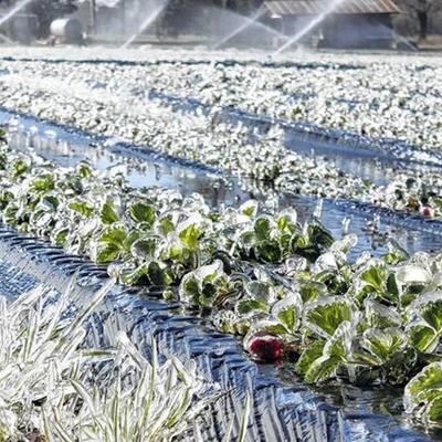 ضربه سرما به محصولات کشاورزی