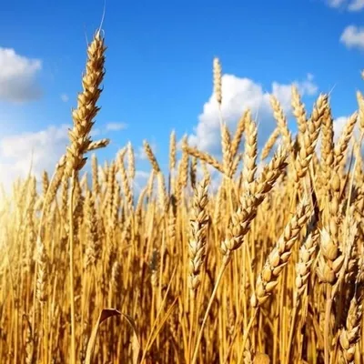 ۹ میلیون تن گندم در کشور خریداری شد